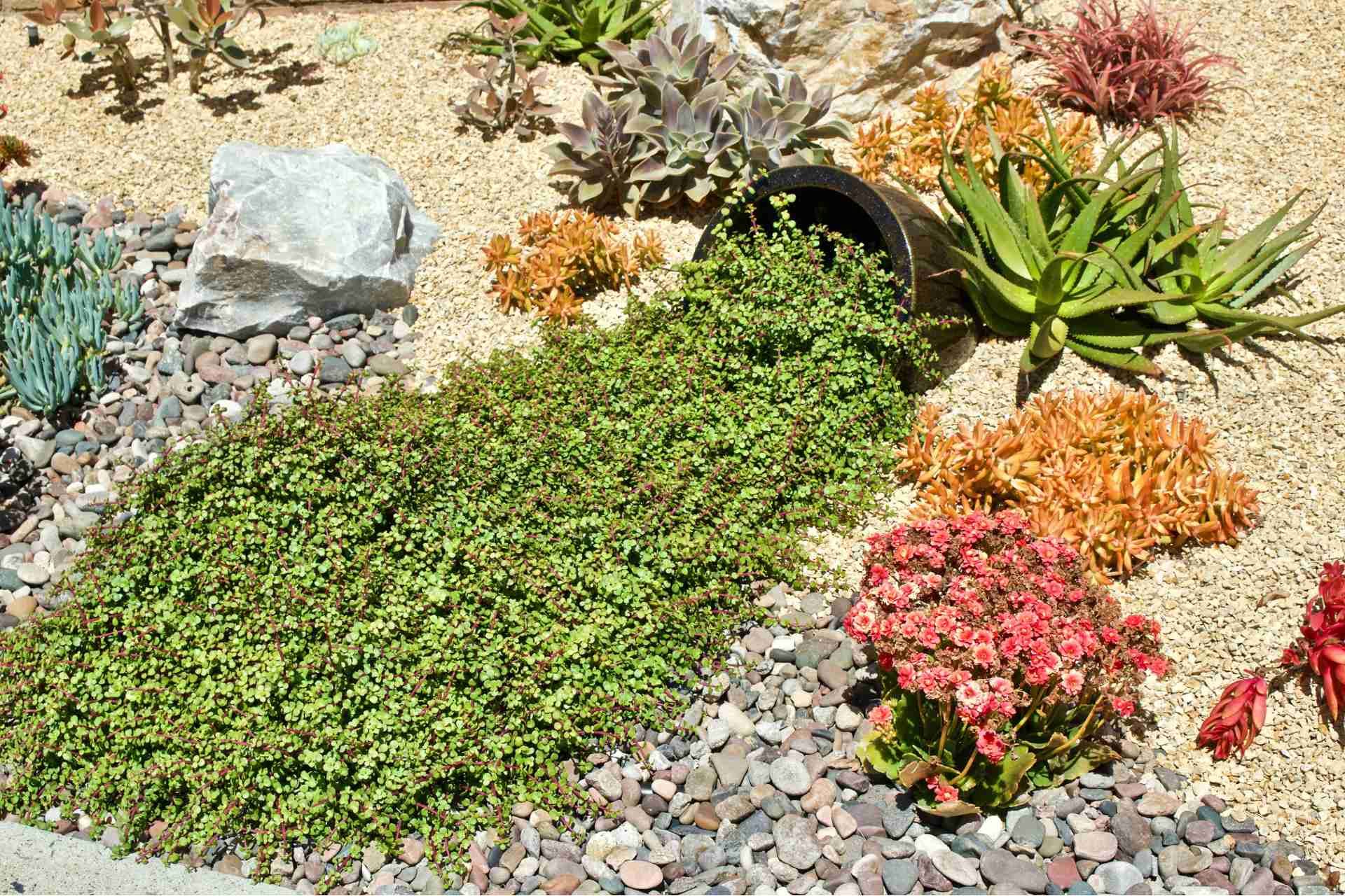 Types of Drought Tolerant Grass for Lawn