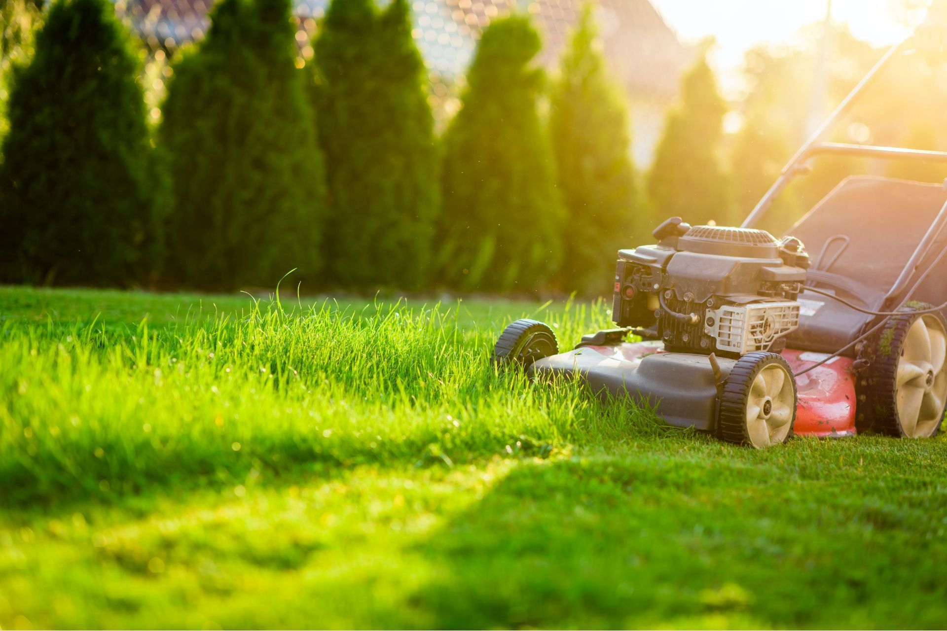 summer lawn care tips