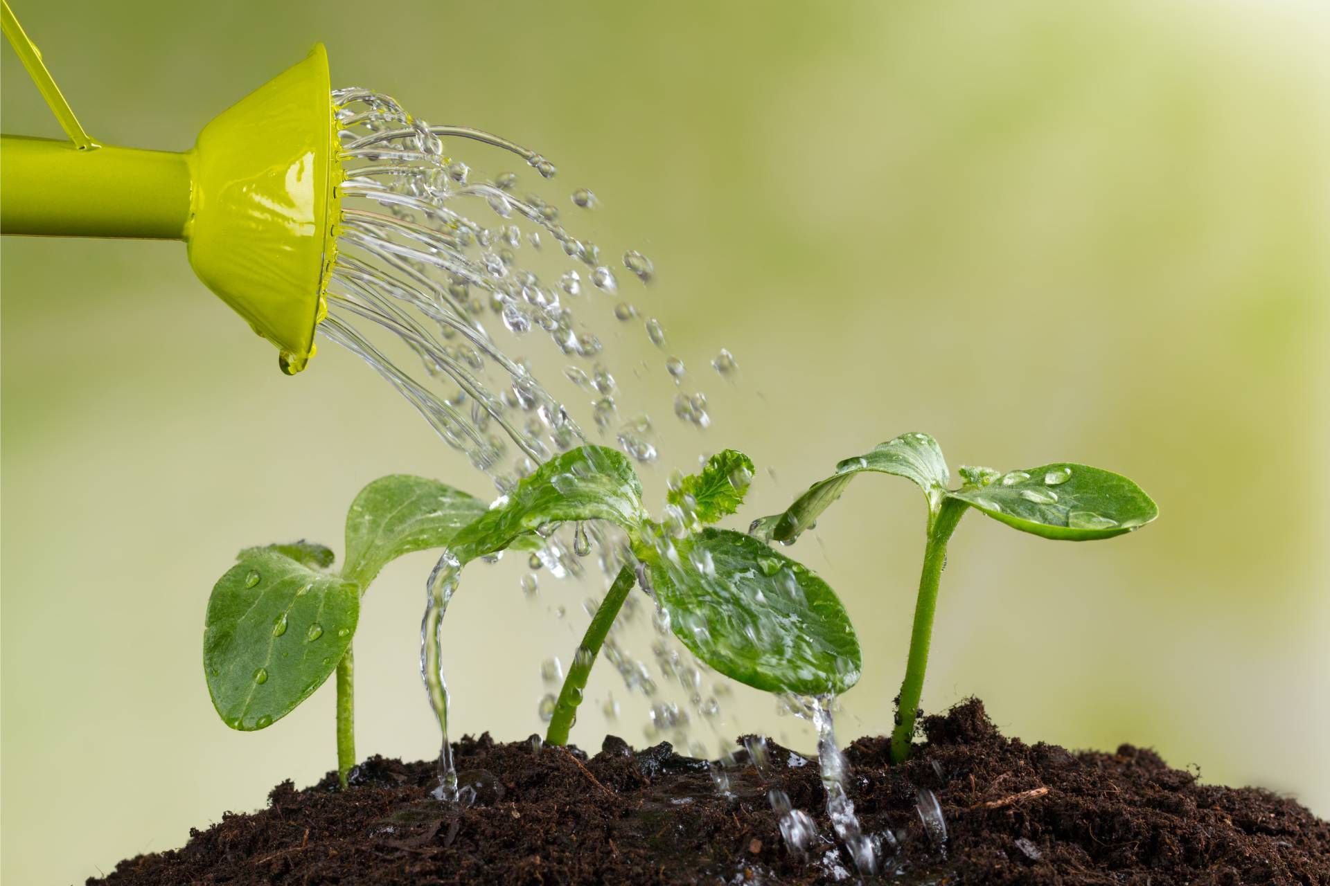 watering new plants