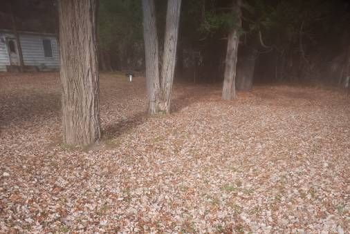 there are a lot of leaves on the ground in the woods .