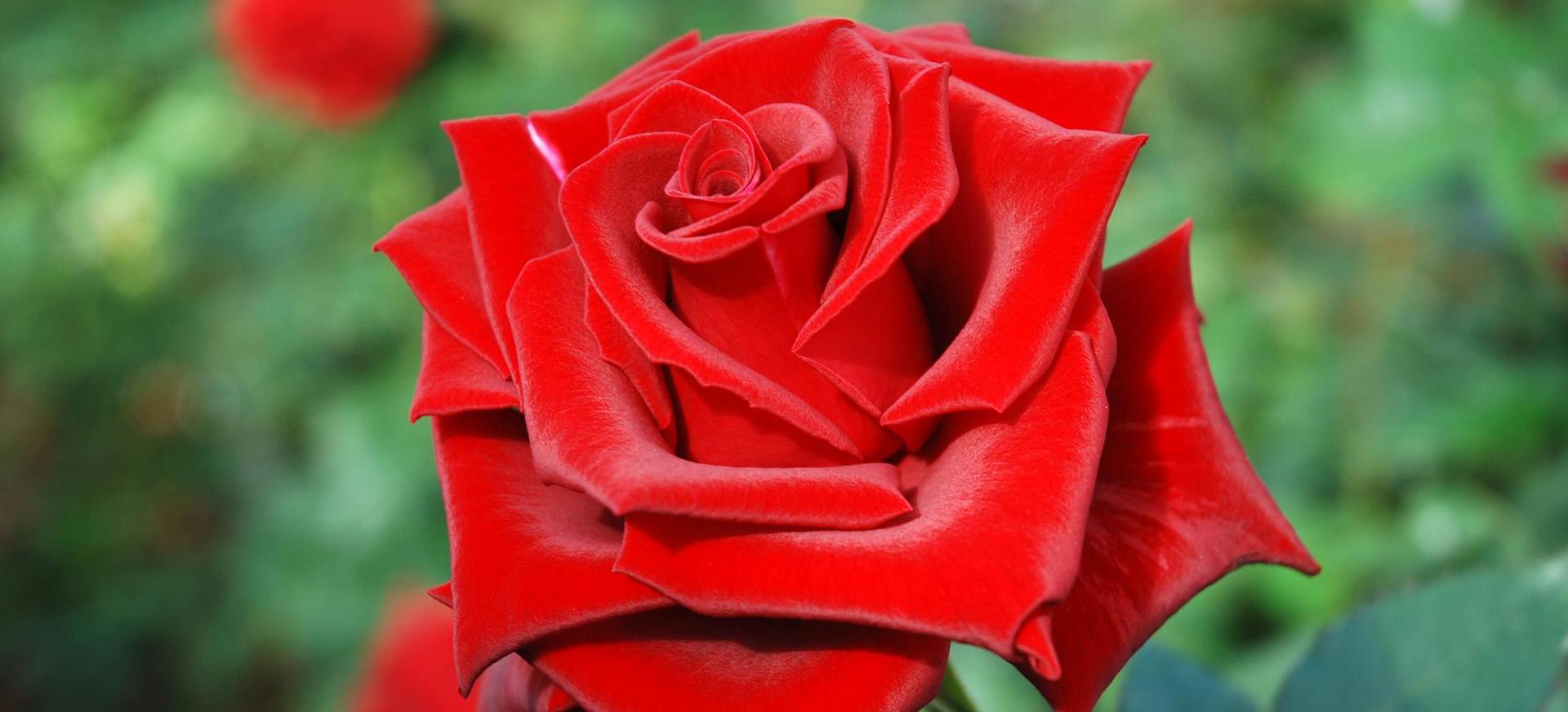 Annaffierei le rose con le mie lacrime per sentire il dolore delle loro spine e il rosso bacio dei loro petali.