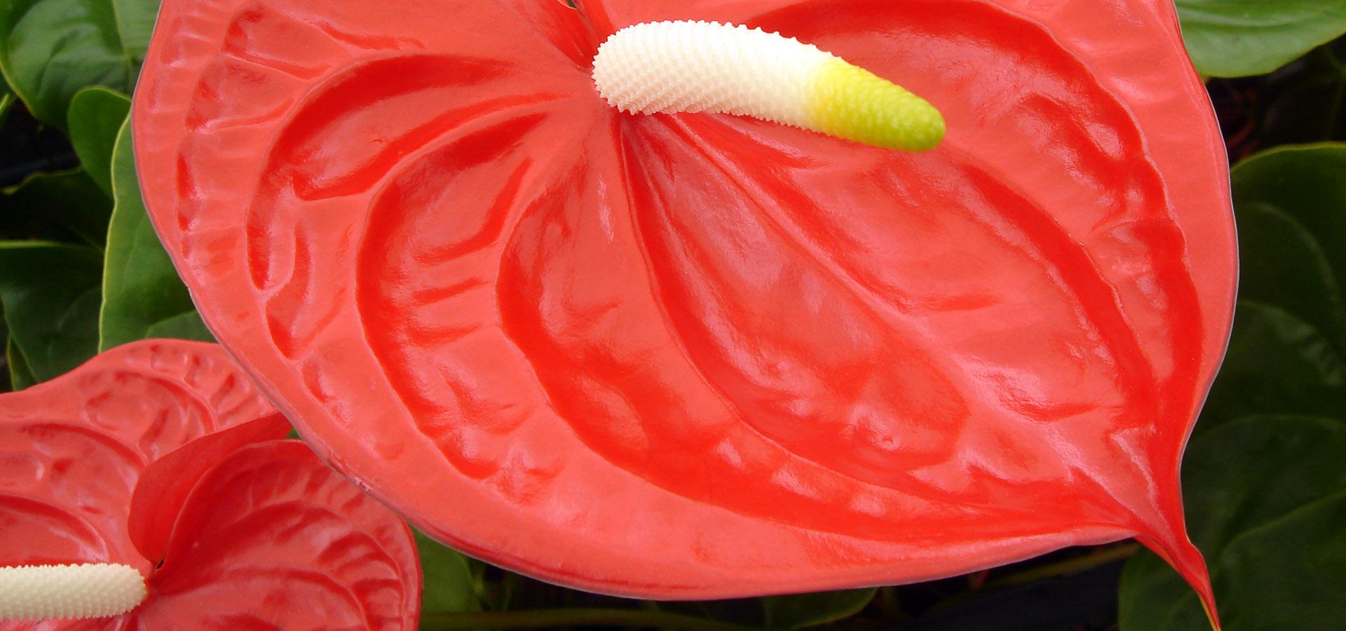 Addobbi floreali per chiese