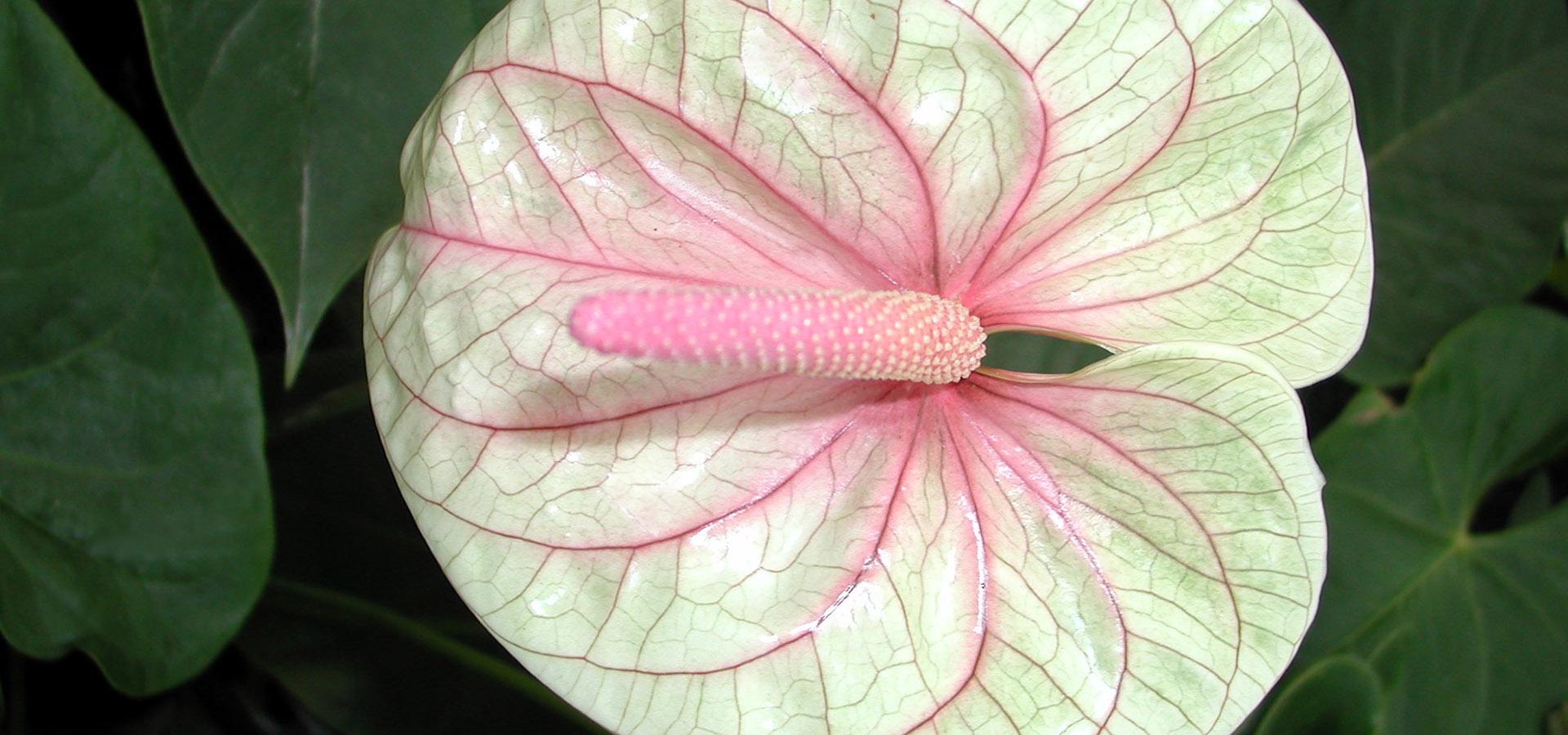 Sardaflora, Fiori Recisi e appena colti Decimomannu