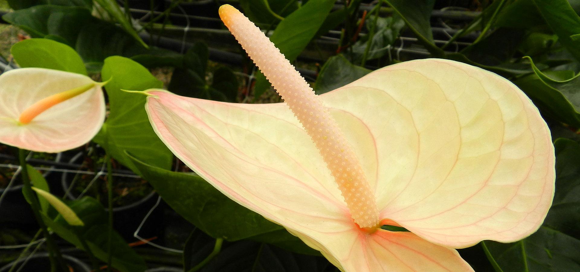 Gerbere Rose e Anthurium