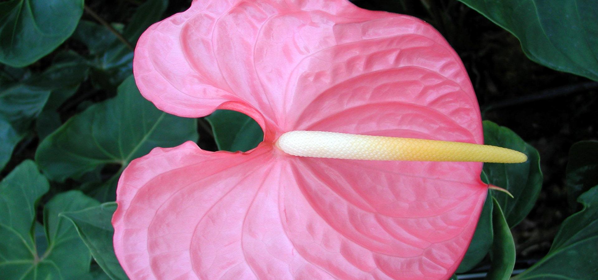 Gerbere Rose e Anthurium