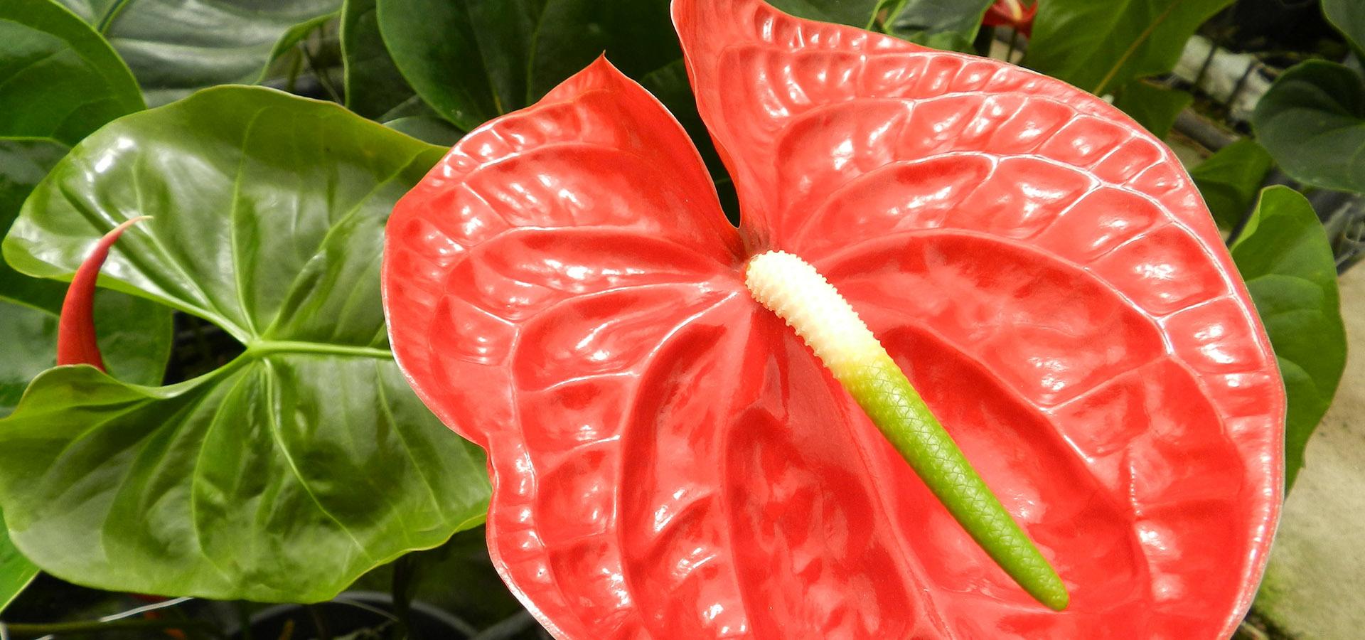 Addobbi floreali per chiese