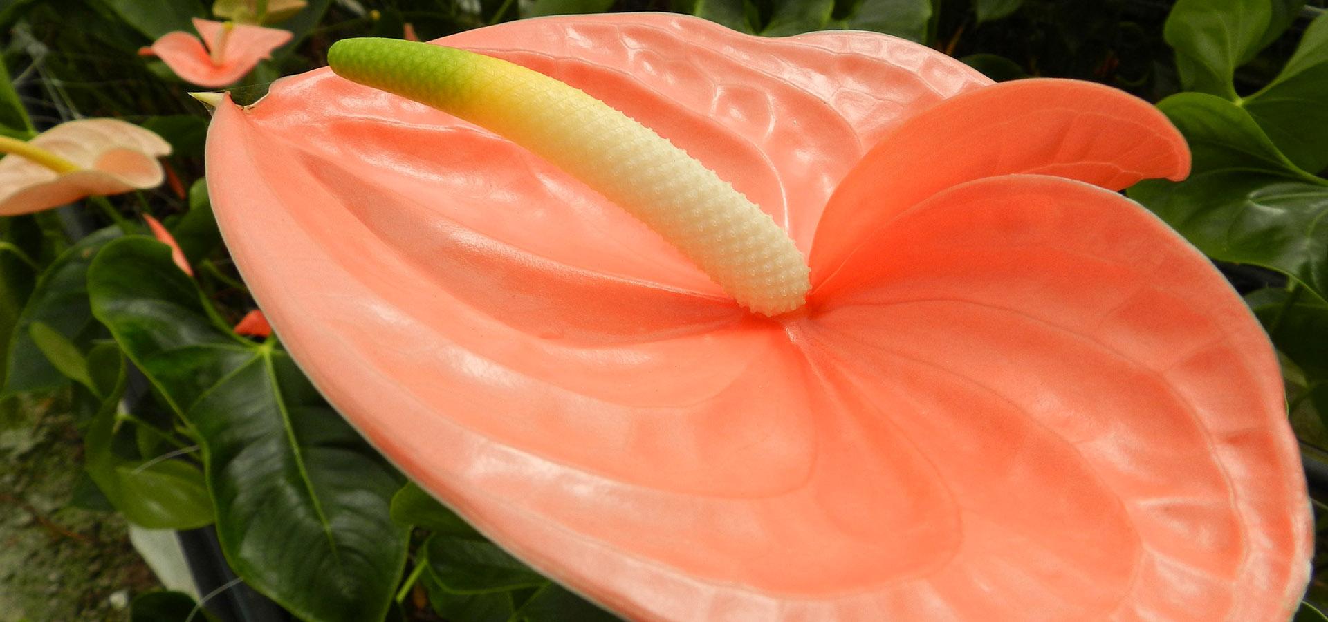 Fiori Freschi per cerimonie