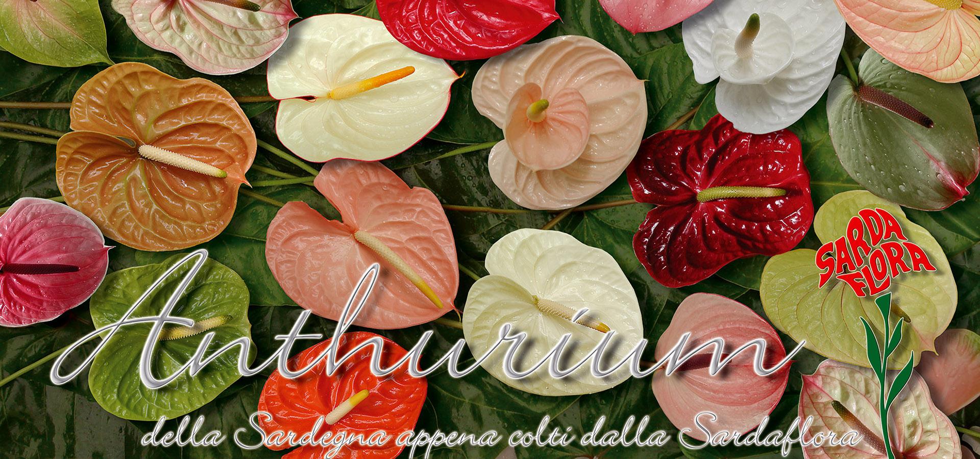 Sardaflora, Fiori Recisi e appena colti Decimomannu