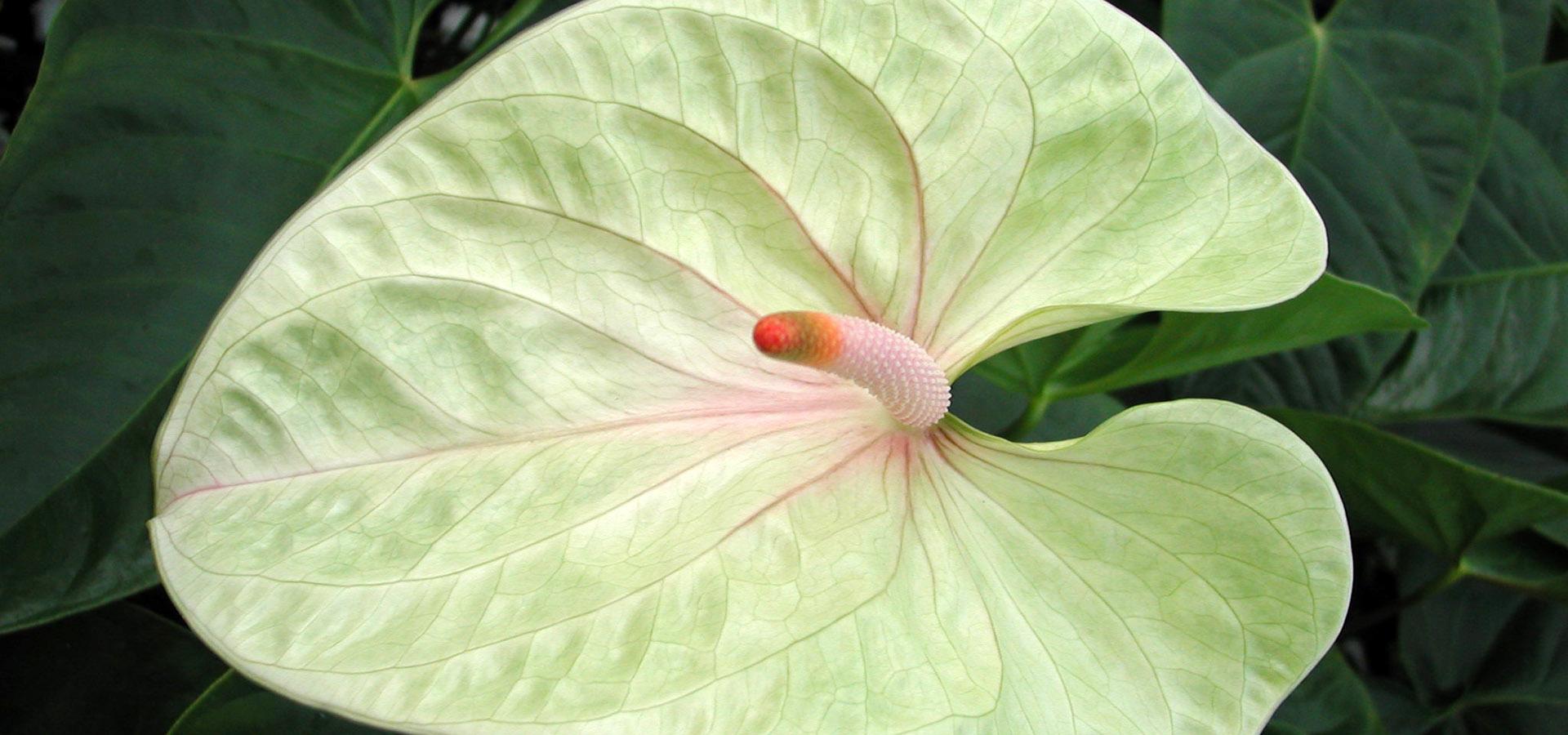 Gerbere Rose e Anthurium