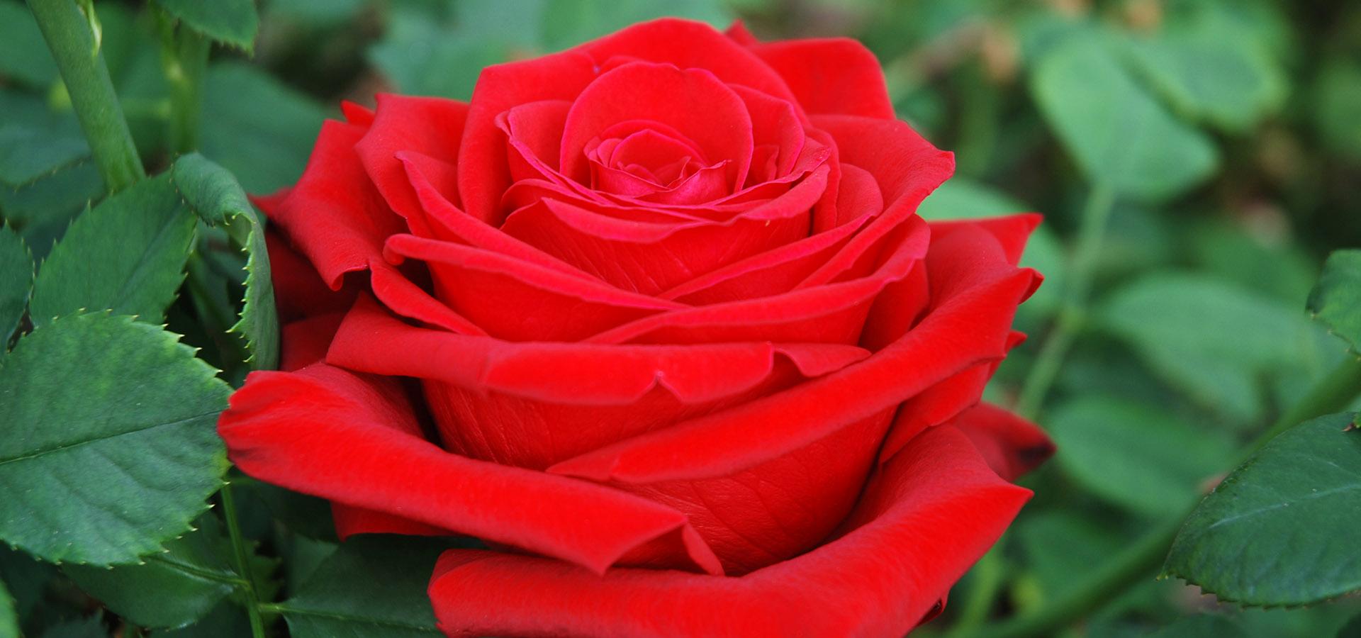 Sardaflora, Fiori Recisi e appena colti Decimomannu