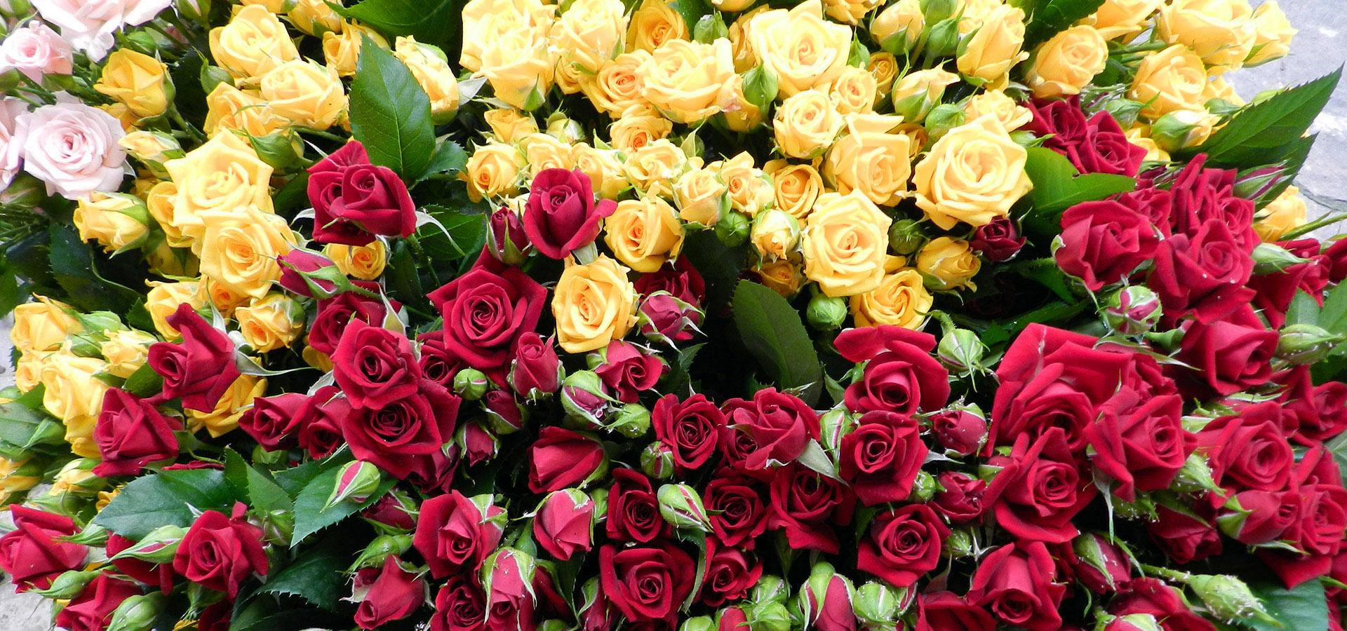 Gerbere Rose e Anthurium