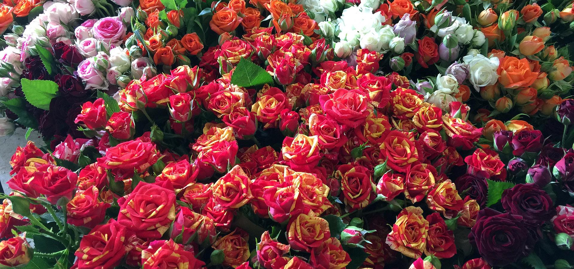 Gerbere Rose e Anthurium