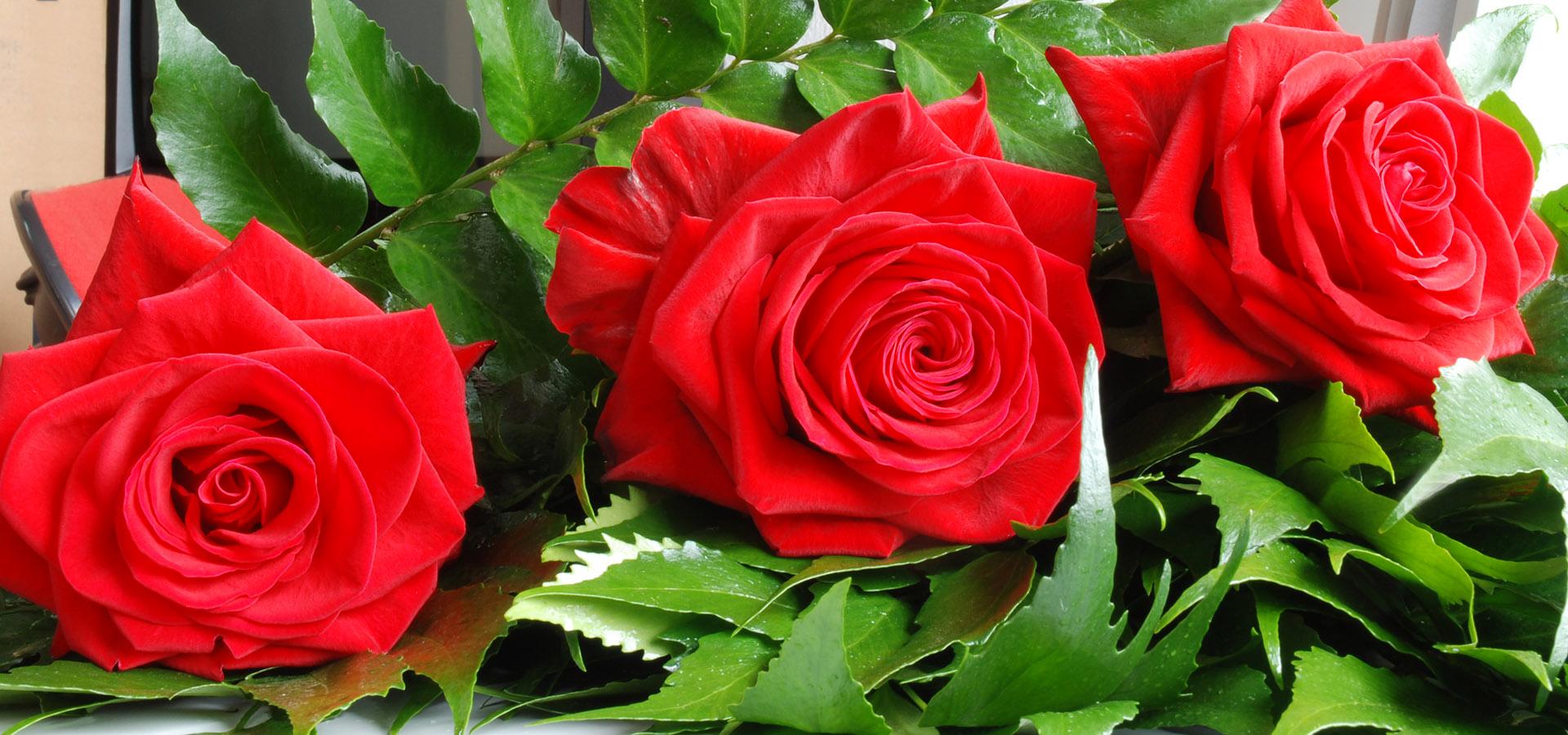 Sardaflora, Fiori Recisi e appena colti Decimomannu