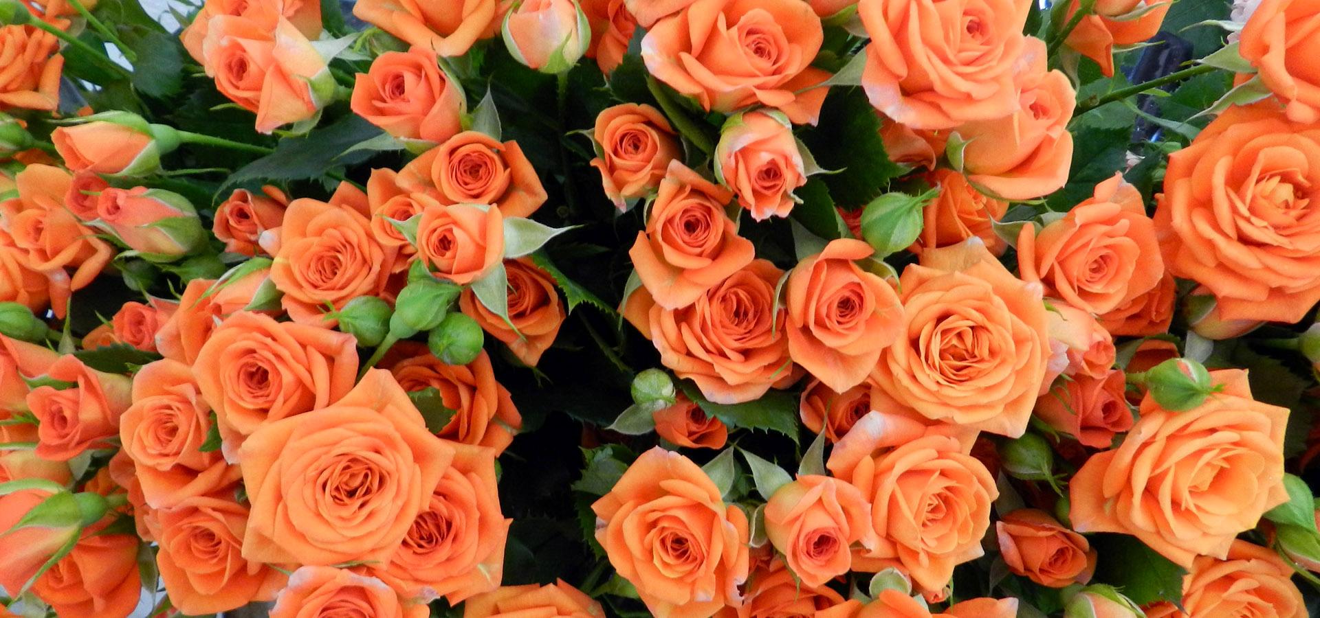 Gerbere Rose e Anthurium