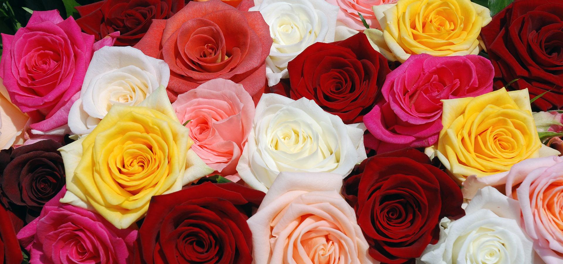 Fiori Freschi per cerimonie