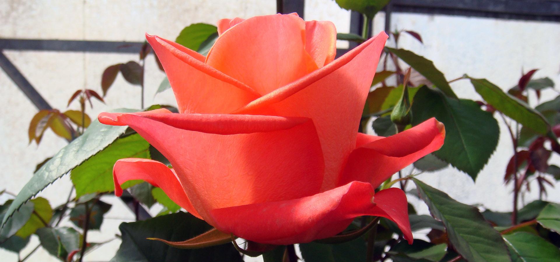 Addobbi floreali per chiese