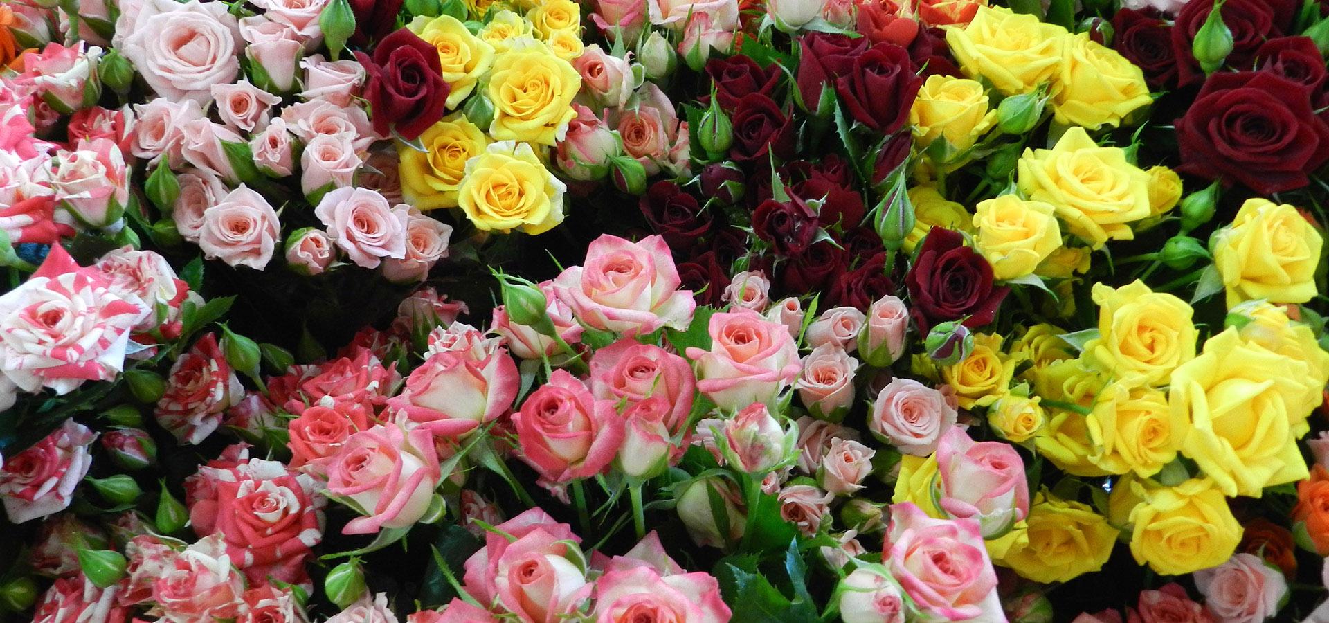 Gerbere Rose e Anthurium