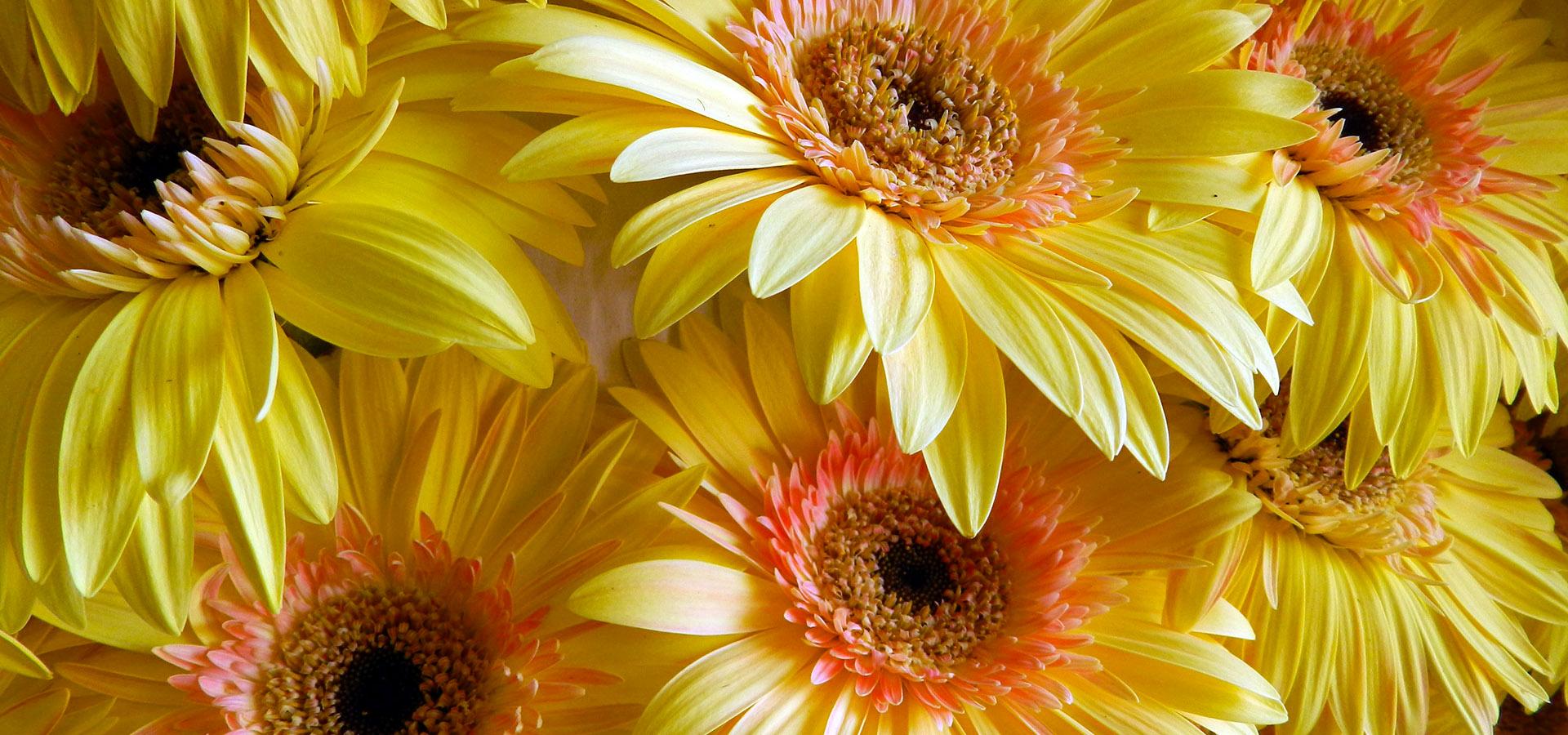 Addobbi floreali per chiese