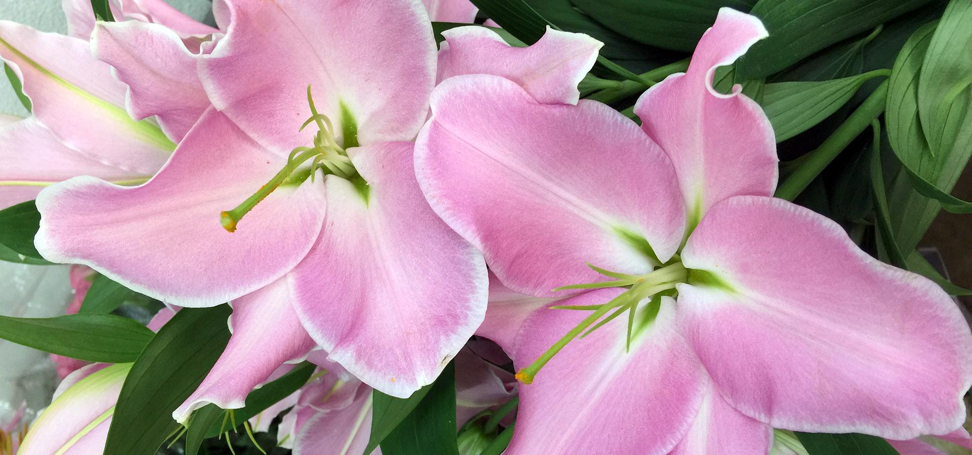 Gerbere Rose e Anthurium