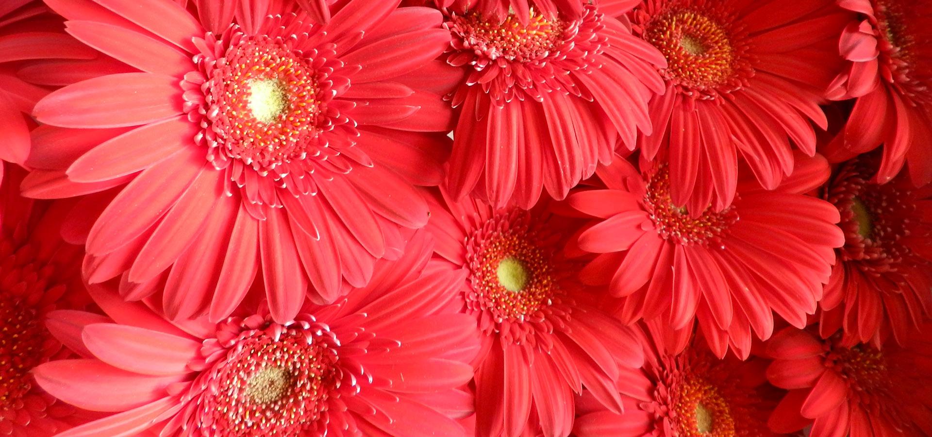 Anthurium Gerbere e Rose