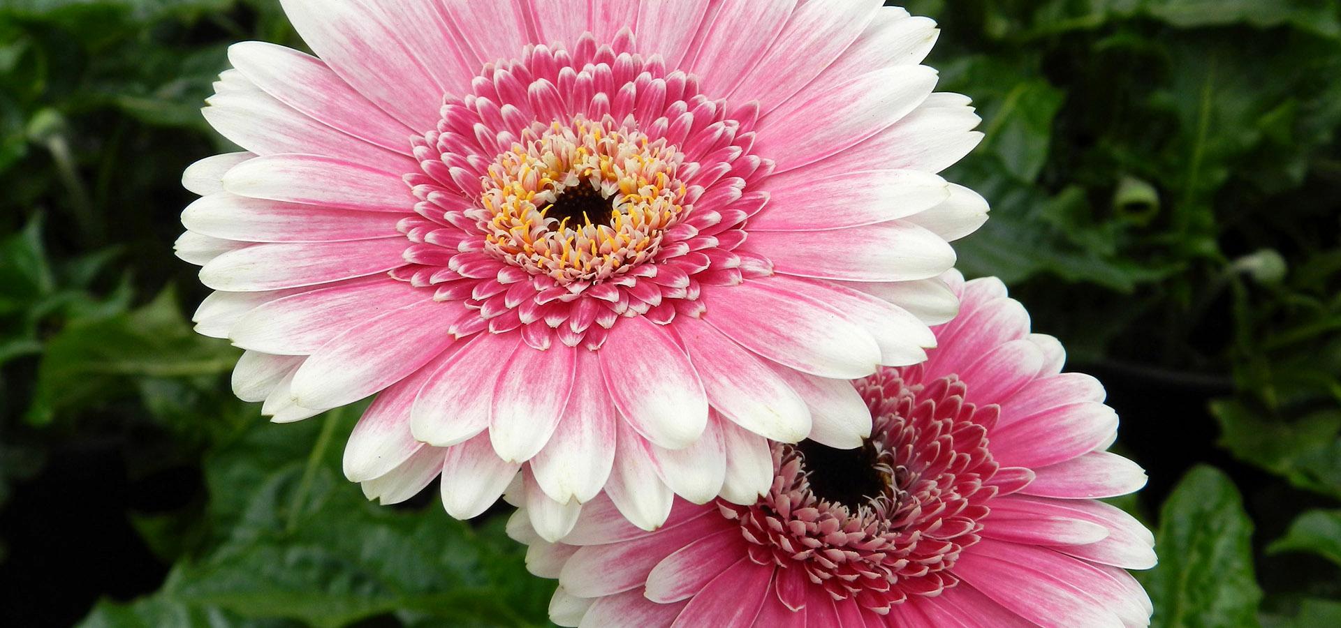 Sardaflora, Fiori Recisi e appena colti Decimomannu