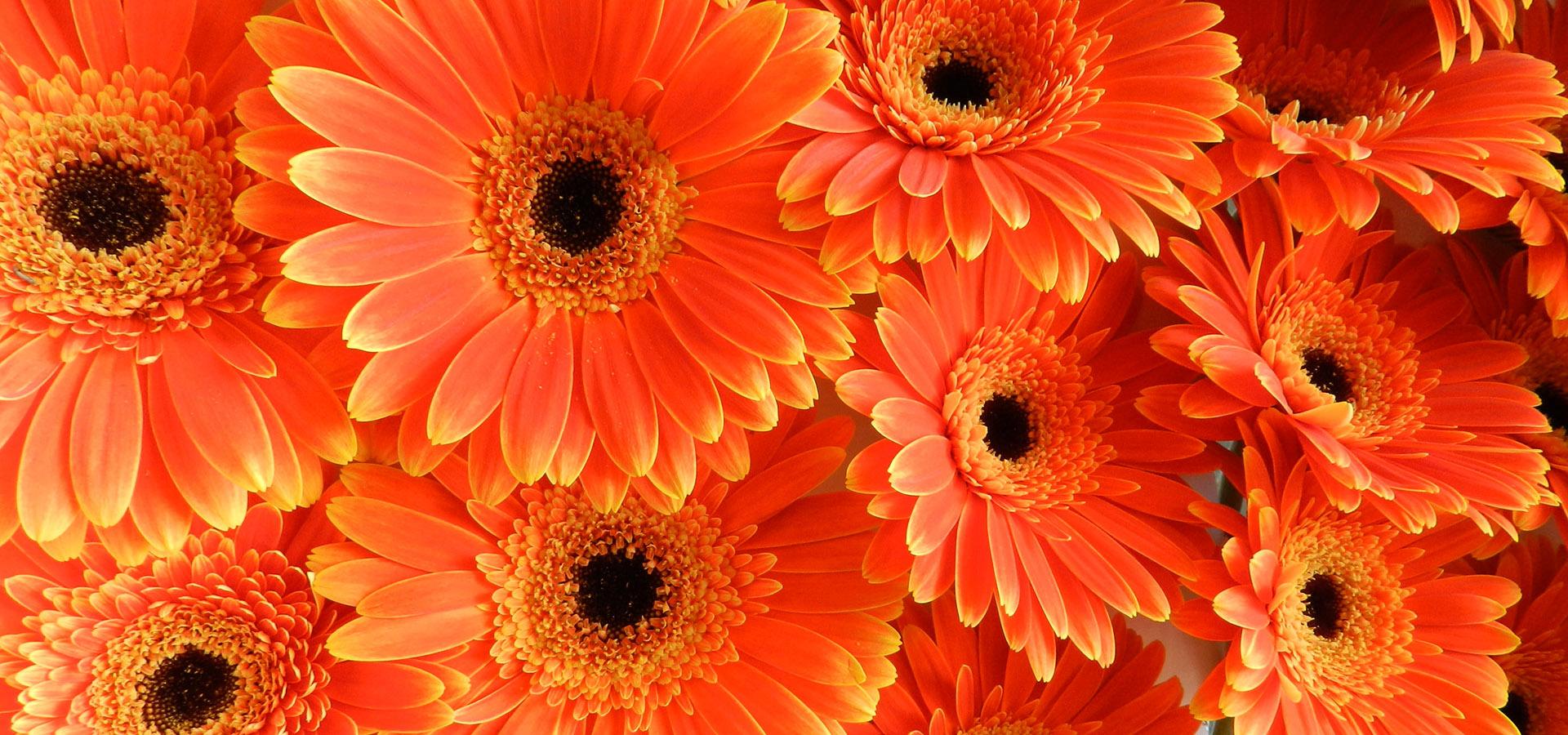 Fiori Freschi per cerimonie