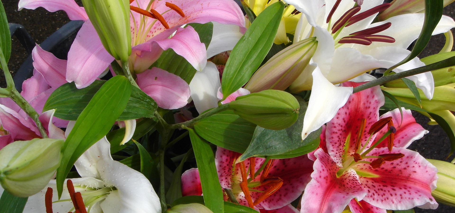 Gerbere Rose e Anthurium