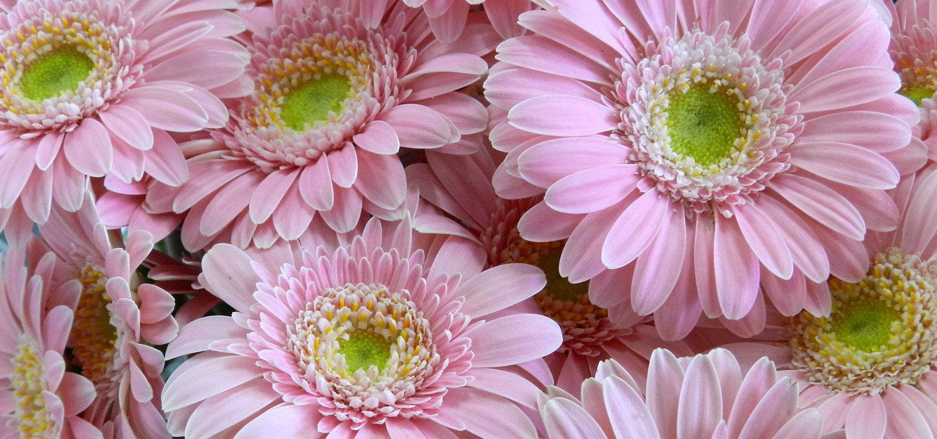 Anthurium Gerbere e Rose