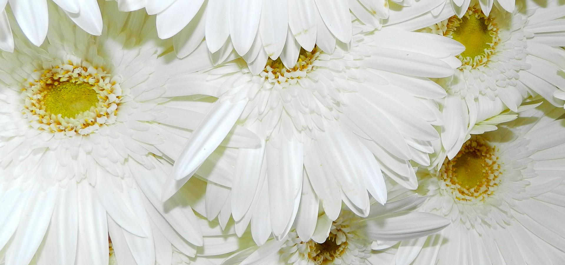 Sardaflora, Fiori Recisi e appena colti Cagliari