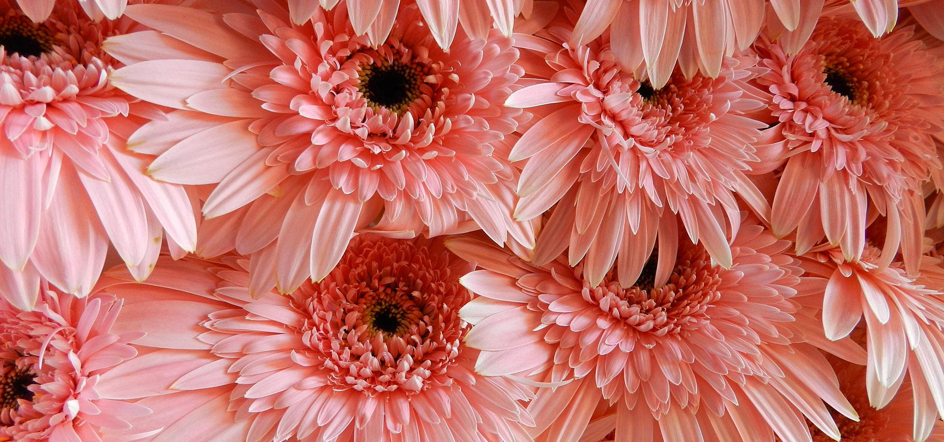 Fiori Freschi per cerimonie