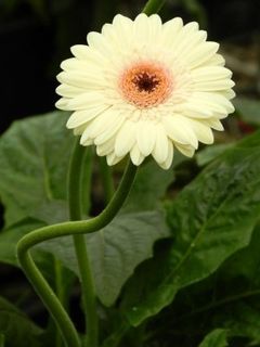 Fiori freschi coltivati in Sardegna