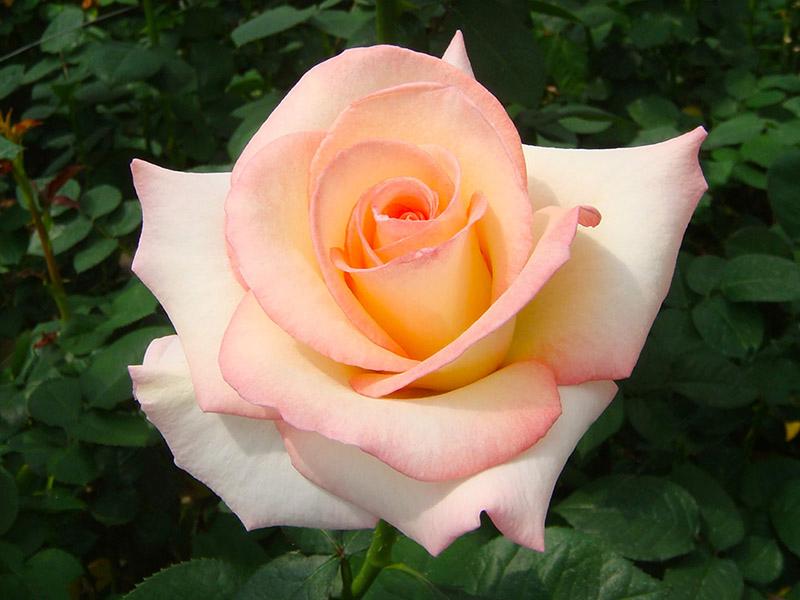 Rose (5)