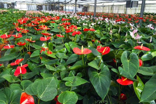 Fornitura fiori recisi