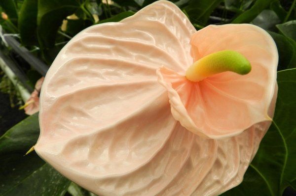 Anthurium