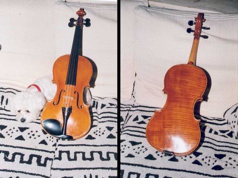 Hidersine hiderpaste Peg pasta per violini violoncelli ecc. viole 