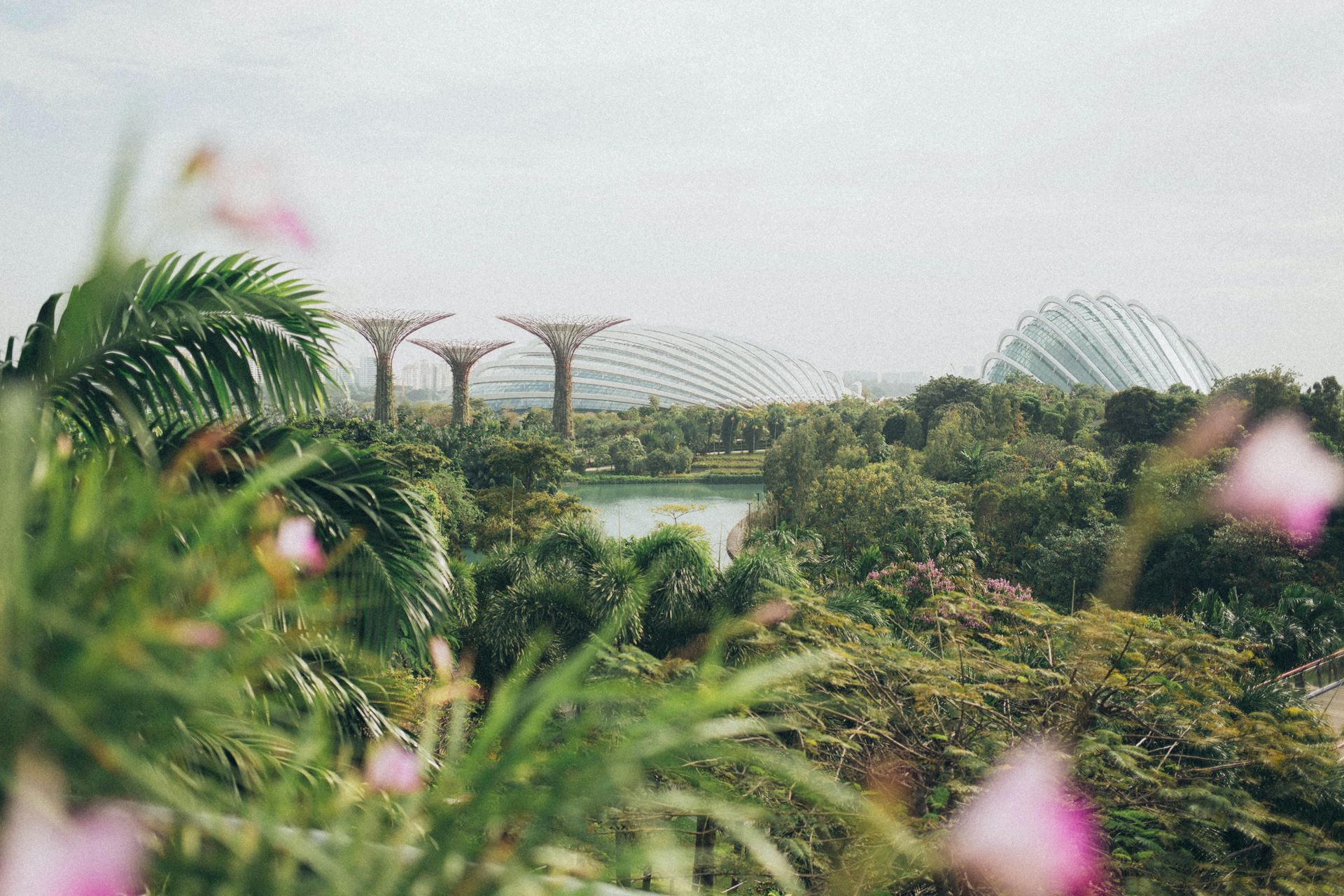 Gardens by the Bay, Singapore. Lush green landscape with iconic Supertrees and domes under overcast sky.