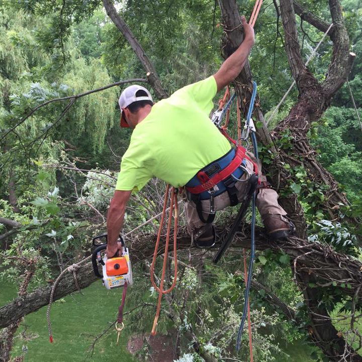 Man Wearing Safety Harness On Tree - Broadview Heights, OH - Timberland Tree Services