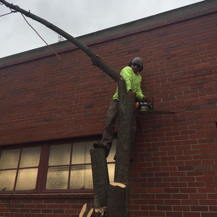 Man Cutting Tree Near The Wall - Broadview Heights, OH - Timberland Tree Services