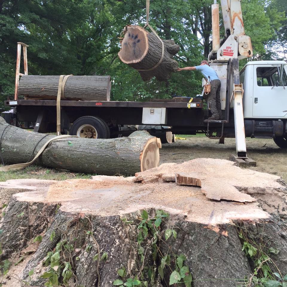 Big Tree Stump - Broadview Heights, OH - Timberland Tree Services