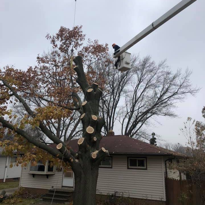 Trimmed Tree Near House - Broadview Heights, OH - Timberland Tree Services