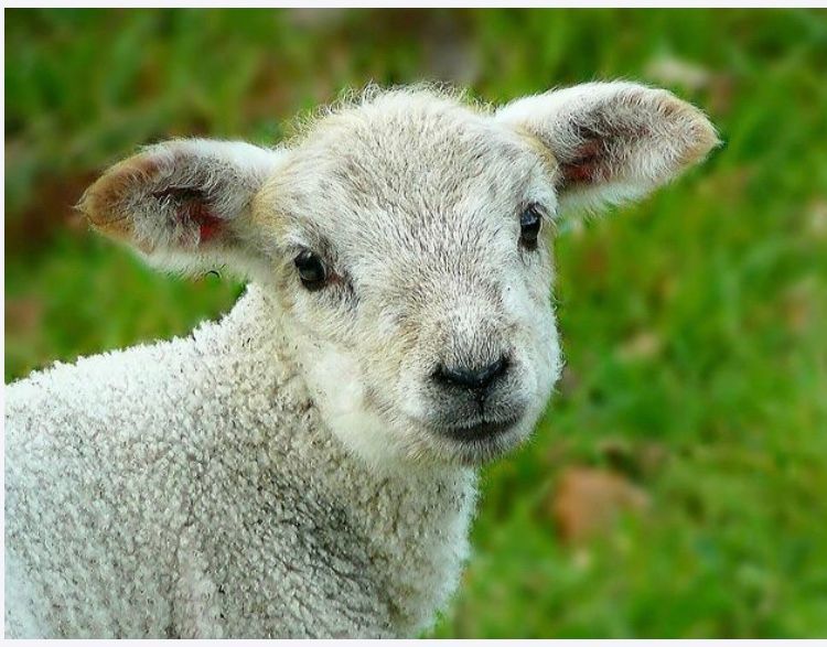A baby sheep is standing in the grass and looking at the camera.