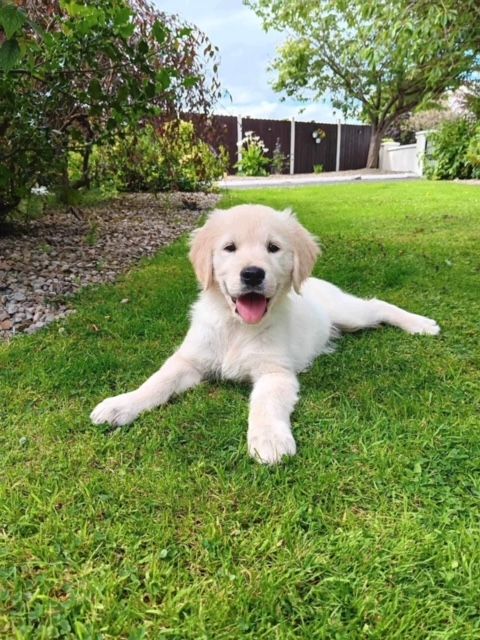A puppy is laying in the grass with its tongue out.