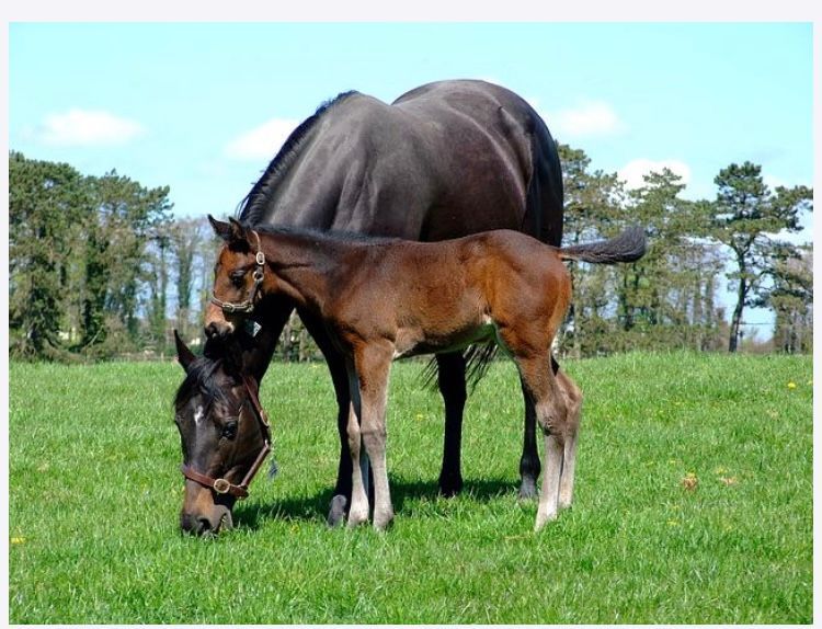 A horse and a foal are grazing in a field