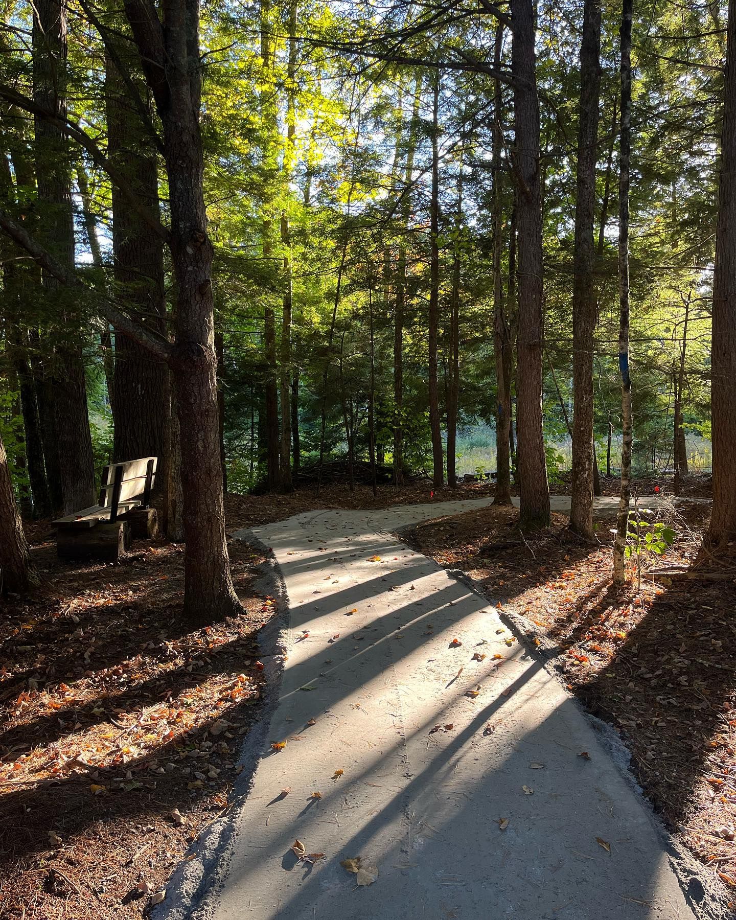 A paved path through a forest, with sunlight casting shadows. A bench sits on the left.