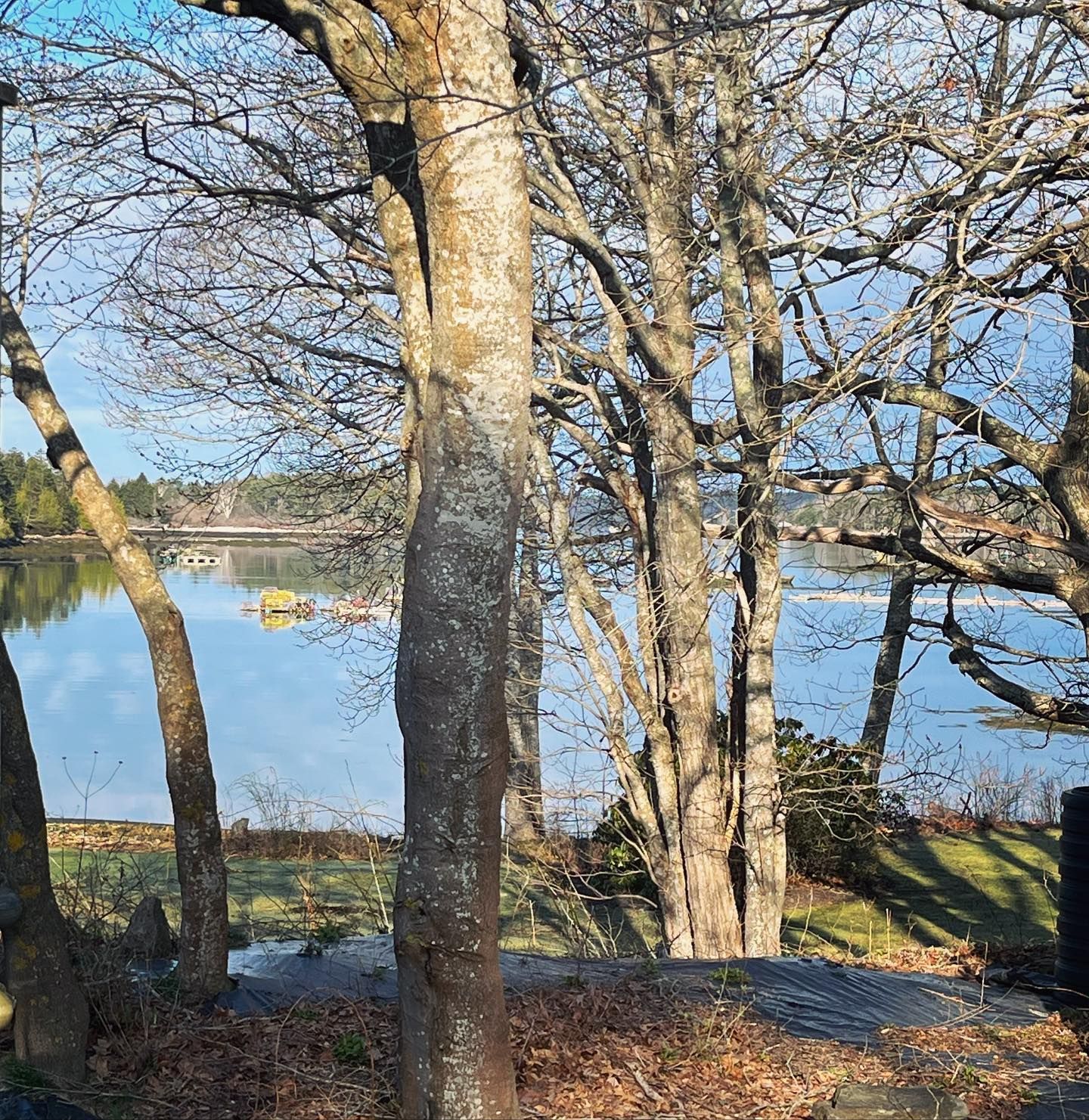 Trees frame a waterfront view: blue water, dock, and distant buildings on a sunny day.