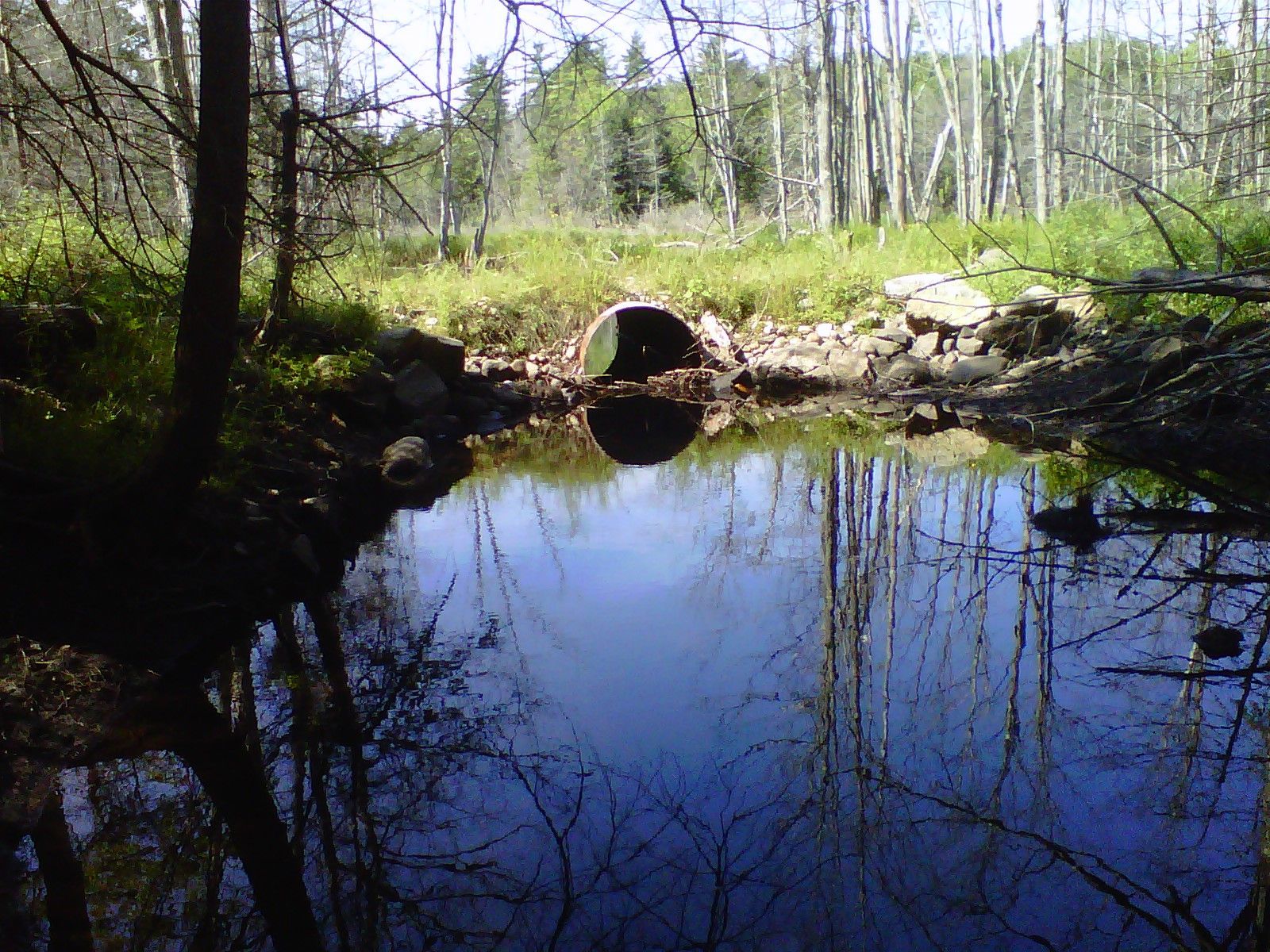 Pond reflects trees and sky, leading to a culvert. Green grass, forest in the background.