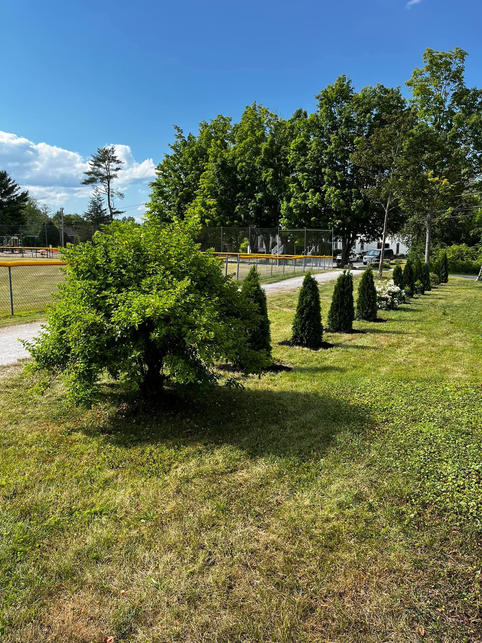 Green trees and grass under a bright blue sky. A small, round tree is in the foreground.