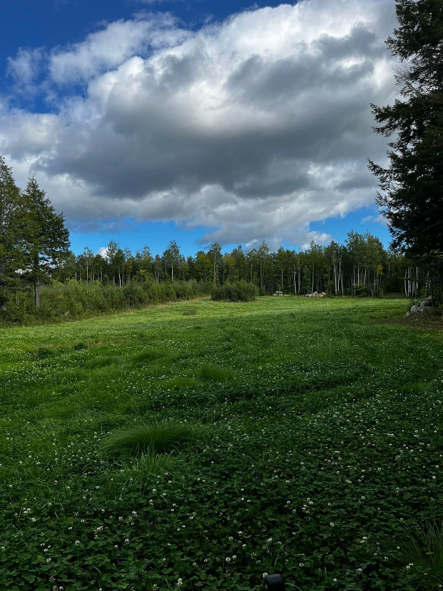 Grassy field with white flowers, trees in the distance, and a cloudy blue sky.