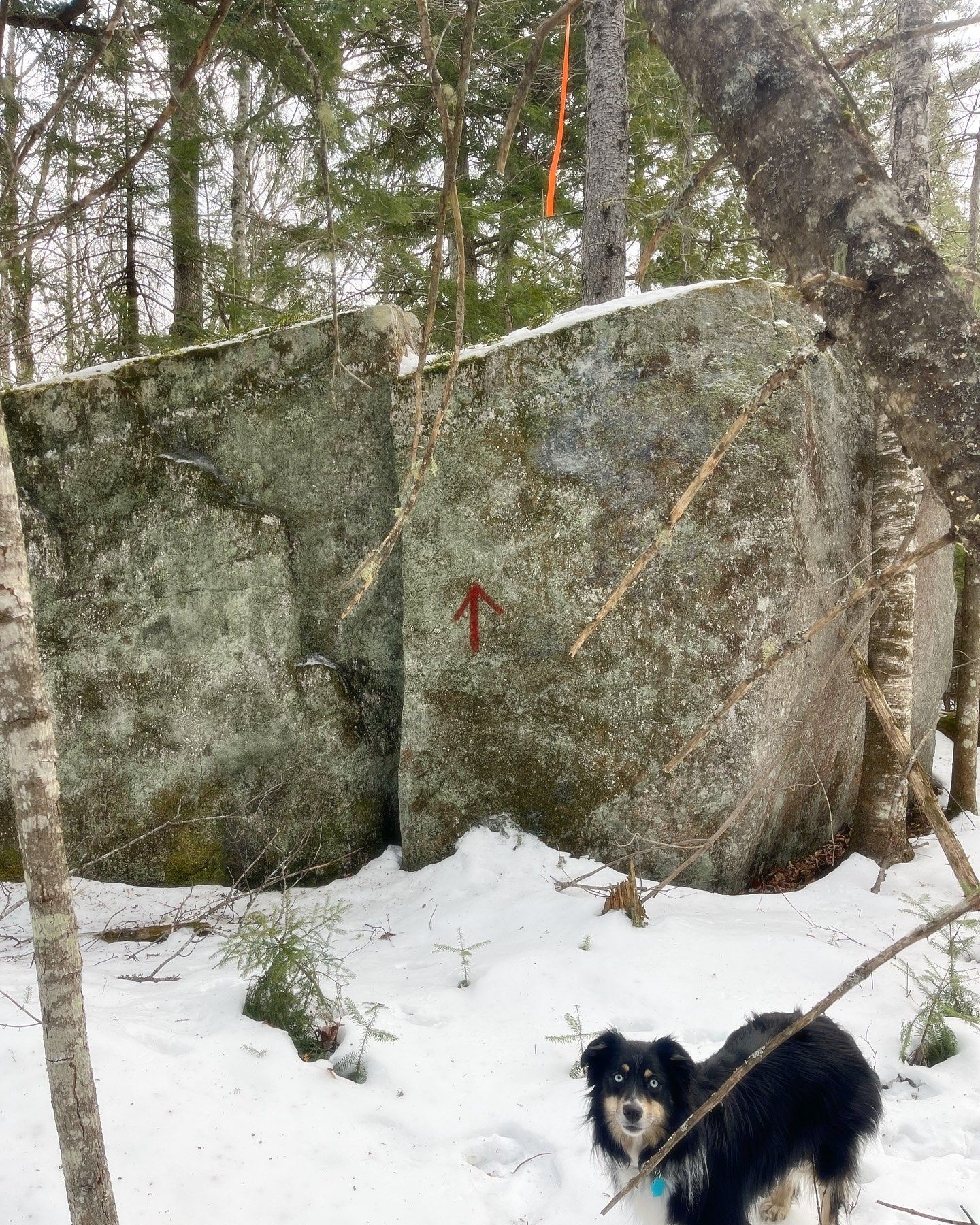 Snowy forest with large rock formations and a trail marker arrow. A dog stands in the foreground.