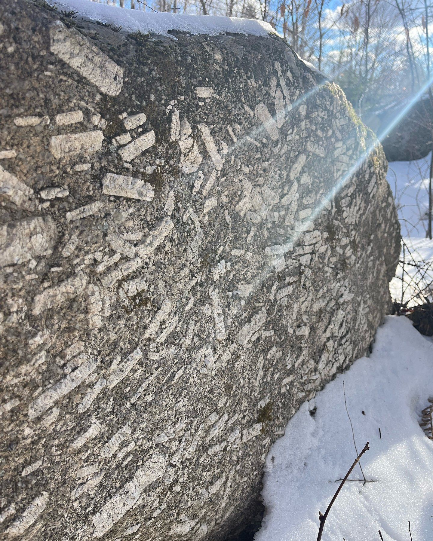 Large granite rock with elongated white feldspar crystals in a snowy outdoor setting.